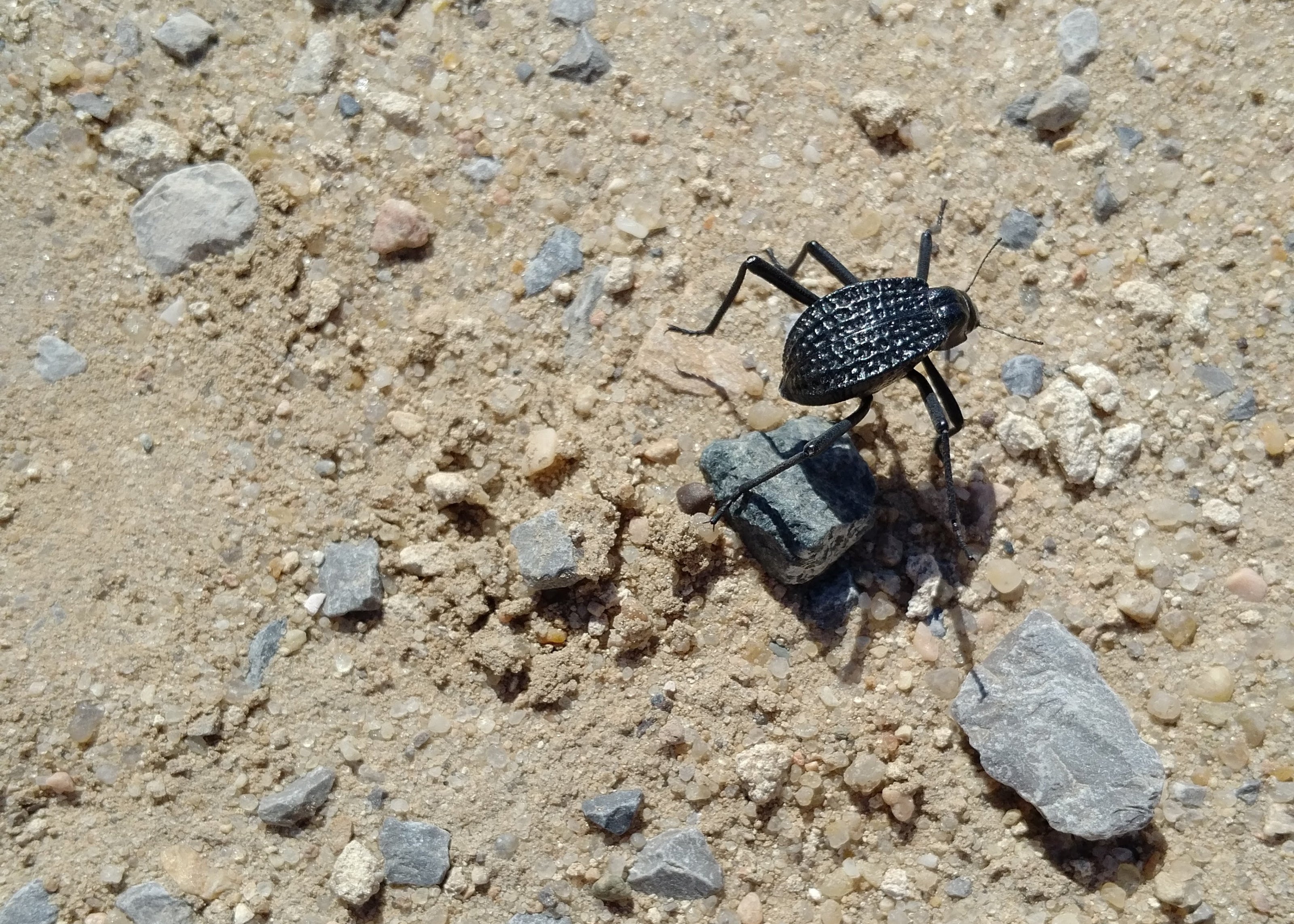 Black beetle on sandy ground with small rocks