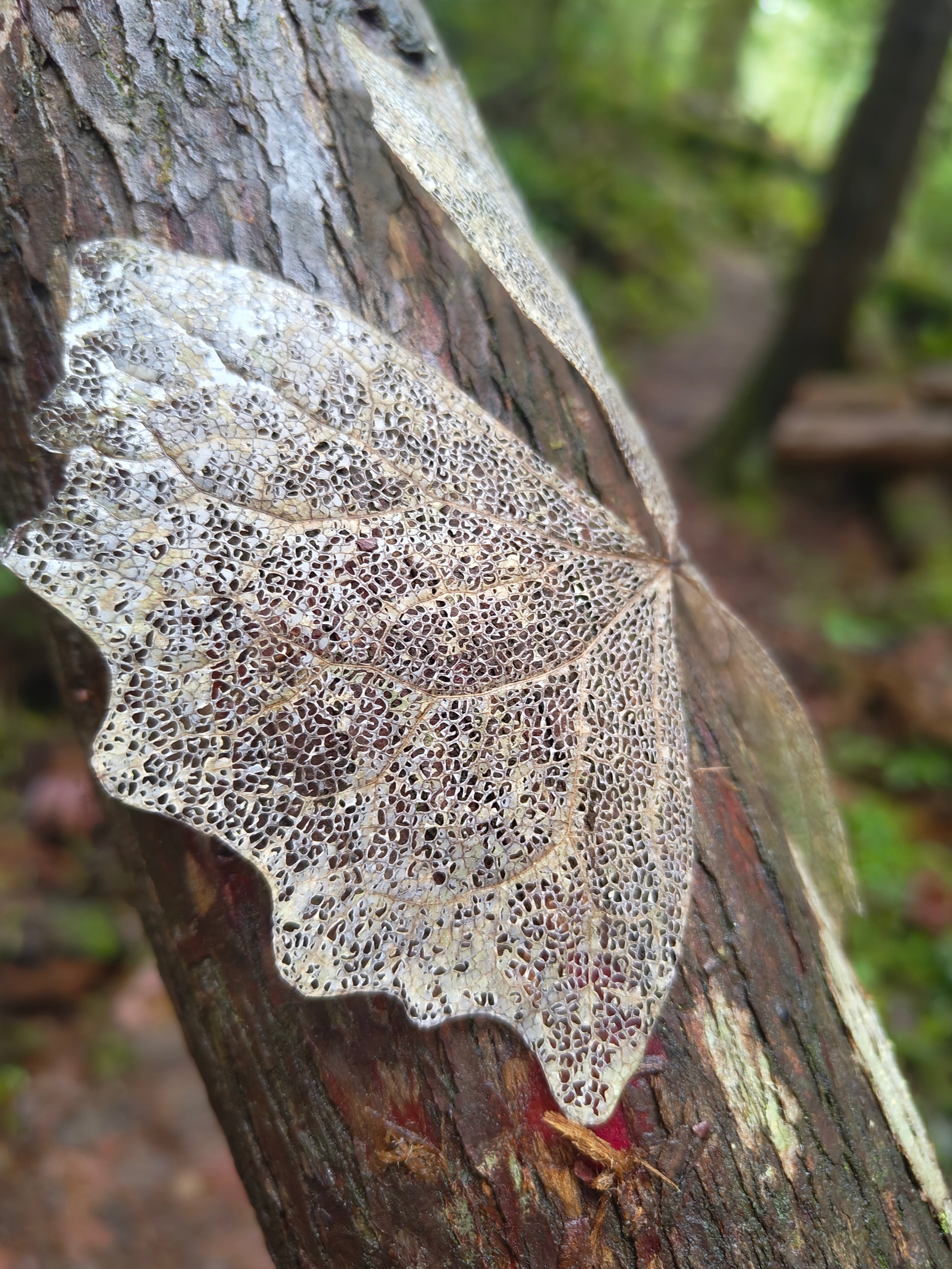 Dried leaf with intricate patterns on a tree trunk